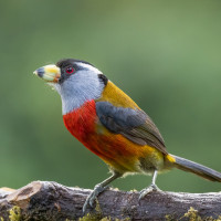 Toucan Barbet